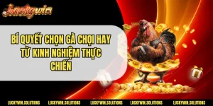 Bí Quyết Chọn Gà Chọi Hay Từ Kinh Nghiệm Thực Chiến